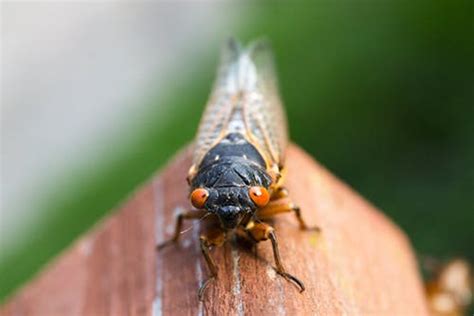 Ağustos Böceği Ağustos Böceği Özellikleri Nelerdir