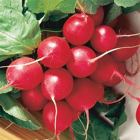 Radish Cherry Belle Asian And Tropical Vegetable Seeds