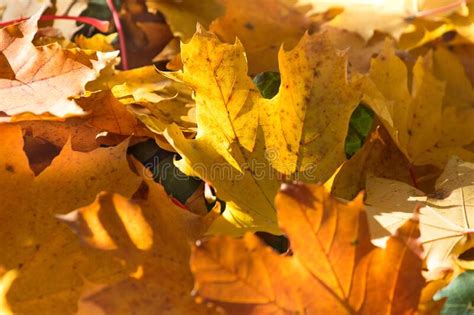 Close Up Of Yellow Autumn Leaves On The Ground Stock Photo Image Of