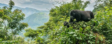 Uganda Safaris Gorilla Trekking Uganda Tours And Safari Holidays