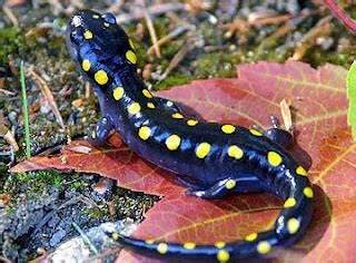 Kahepaiksete Kohastumised T Ppidega Salamander Ambystoma Maculatum
