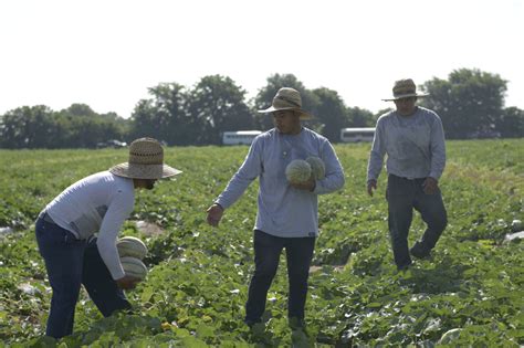 Agricultural Workers Still Denied Millions In Wages Each Year