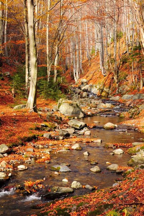 Mountain River In Autumn Forest Stock Image Image Of Planina Colored