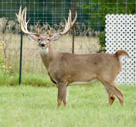 M3 Whitetails First Ever Black Friday Special Deer Breeder In Texas Whitetail Deer For Sale