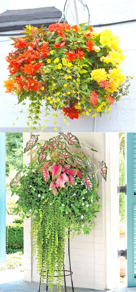 Best Flowers For Hanging Baskets Beautiful Flower Arrangements And