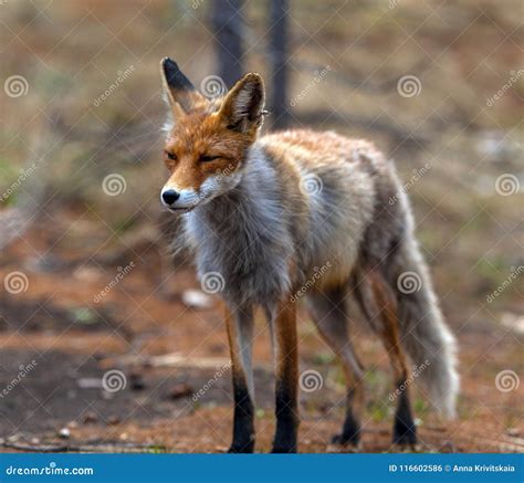 Fox In The Moulting Season Stock Photo Image Of Baikal 116602586