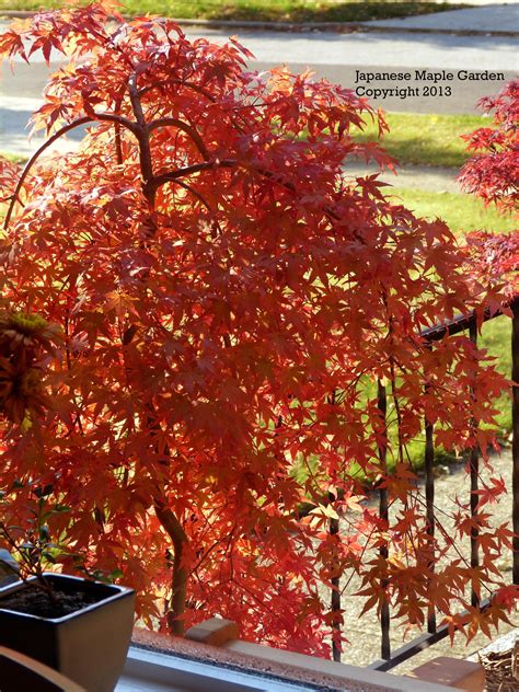 The weeping 'ryusen' japanese maple is very heat tolerant and durable. Acer palmatum 'Ryusen' | Japanese garden style, Japanese ...