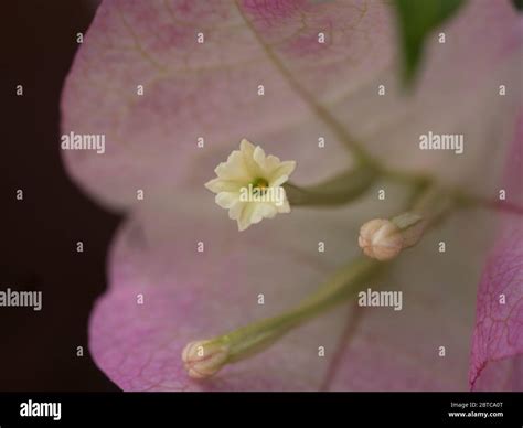 Macro Of Tiny And White Bougainvillea Flowers And Buds Blooming Inside