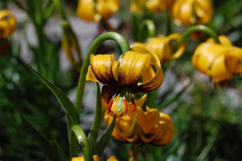 Lily Lilium Bosniacum In The Lilies Database