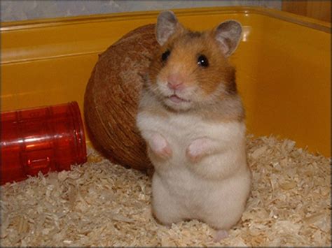 10 Interesting Hamster Facts My Interesting Facts