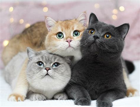 Leuk voor kids palace pets kleurplaten. Twitter | Schattige dieren, Schattige katten, Dieren