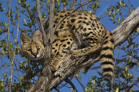 Serval Stock Image C0092788 Science Photo Library