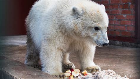 Russia Military Flies Abandoned Polar Bear To Moscow Zoo