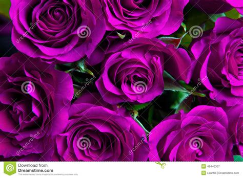 Purple Natural Roses Background Stock Image Image Of