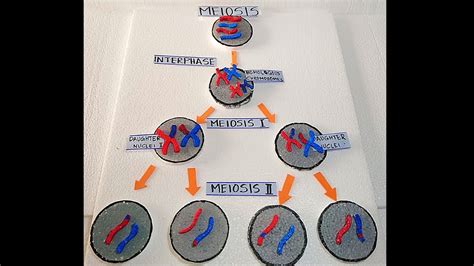 Meiosis Cell Division Meiosis Model How To Make Meiosis Cell