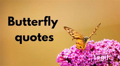 50 Butterfly Quotes Sayings And Short Poems To Lift Your Spirits