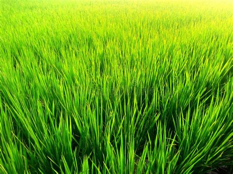 Rice Field Closeup Of Yellow Paddy Rice Field With Green Leaf And