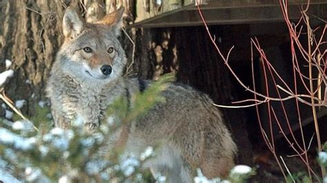 Town Of Essex Puts Residents On Alert After Coyote Sightings Cbc News