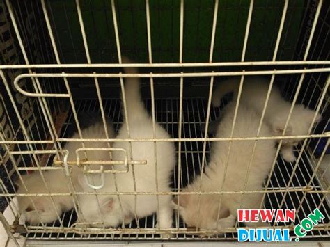 Sesuai namanya memang dengan sangat mudah kita temukan di wilayah pulau jawa. Dijual Anakan Kucing Himalaya Dan Persia Medium Umur 2 ...