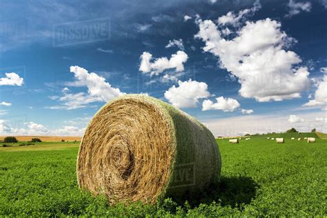 Close Up Of Large Round Hay Bale In An Alfalfa Field With Clouds And