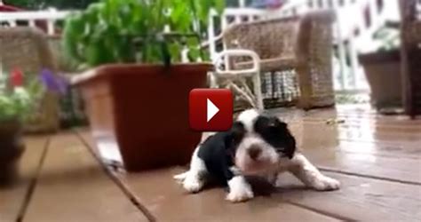 This Compilation Of Puppies Learning How To Walk Is The Cutest Thing