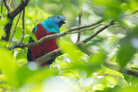 7 Best Places For Birding In Costa Rica Kimkim