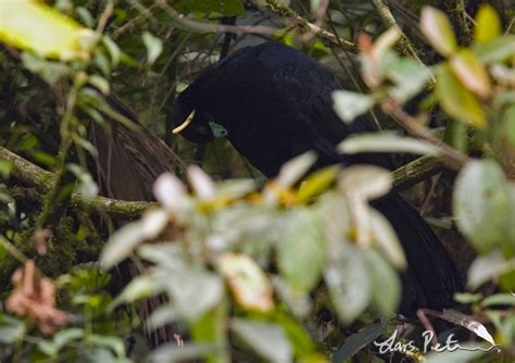 wattled guan fåglar i södra peru fågelbilder från utlandsresor galleri my world of bird
