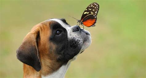 Boxer Names Brilliant Ideas For Naming Your Beautiful Boxer Dog