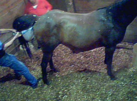 Pregnant Horses Giving Birth Images And Pictures Becuo