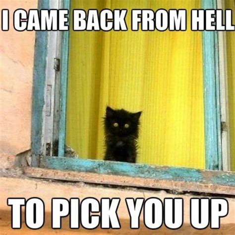 Meme Cat From Hell Viral Viral Videos