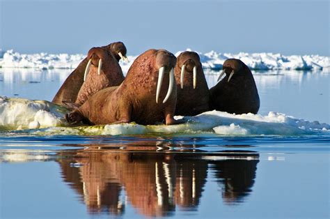 Majestic Pacific Walruses A Journey Of Migration