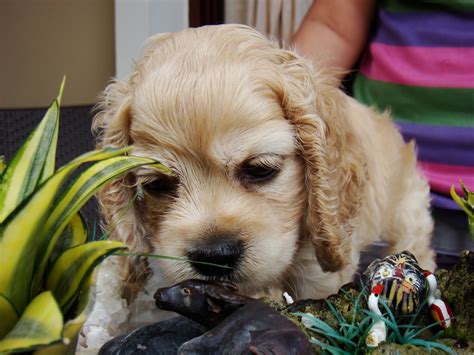 Puppies Land Champion Lineage American Cocker Spaniel Puppy For Sales