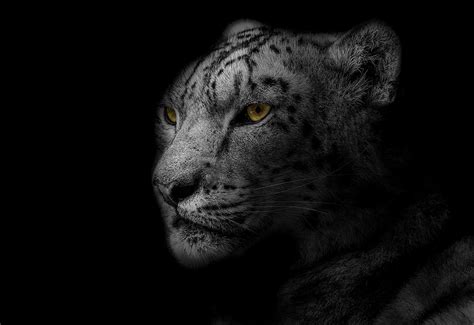 Bw Leopard Digital Art By Sacred Nation