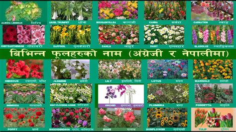 Flowers Name In English And Nepali Part One Nepali Youtube