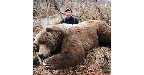 Gallery Of Humongous Really Really Big Kodiak Bears