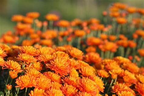 Growing Hardy Mums Chrysanthemums For Your Garden Hardy Mums