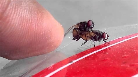 Im weiteren sinn alle stoffe aus zusammenhaftenden fasern. Flies mate - YouTube