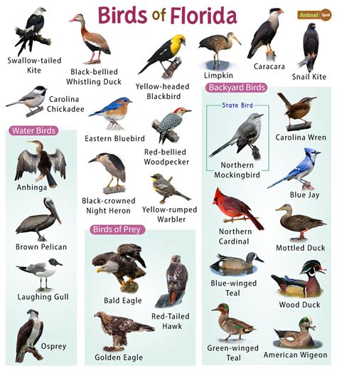List Of Common Birds Found In Florida Facts With Pictures