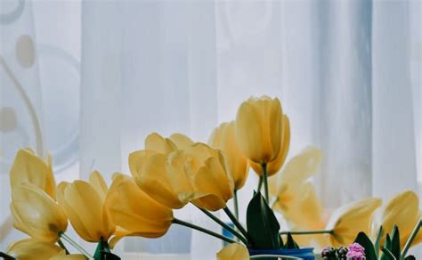 El Significado De Los Tulipanes Amarillos Que Tienes Que Conocer