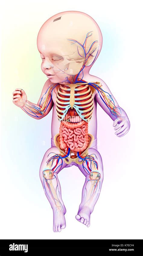 Ilustración De Una Anatomía Del Bebé Fotografía De Stock Alamy