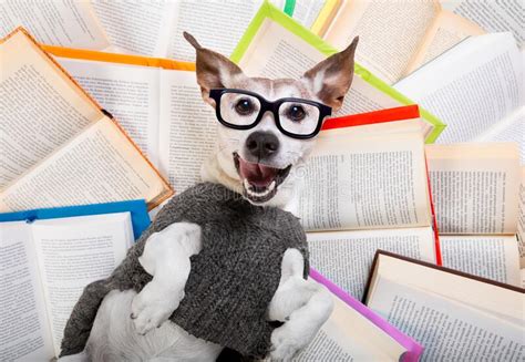 Dog Reading Books Stock Image Image Of Humor Magazine 23266795