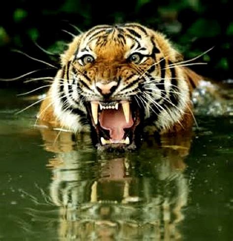 A Bengal Tiger Playing In The Water Tiger Pictures Blue Tigers