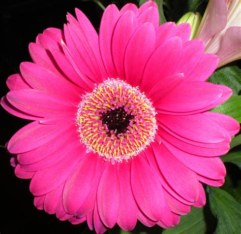 Pink Gerbera Foto And Bild Pflanzen Pilze And Flechten Blüten