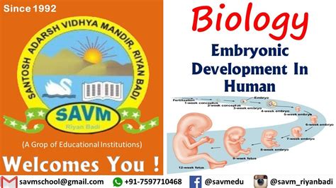 Class 12 Biology Chapter 33 Embryonic Development In Human 1 Youtube