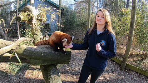 Live From The Trevor Zoo Episode 103 Red Pandas Live From The
