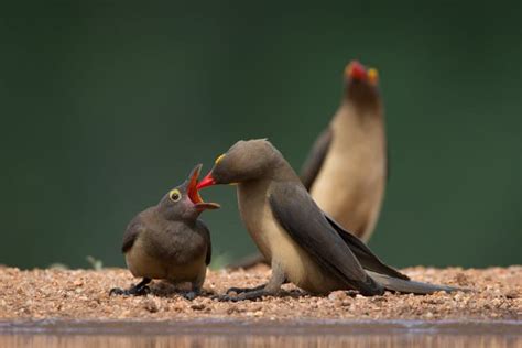 Red Billed Oxpecker Facts About The Piggybacking African Bird