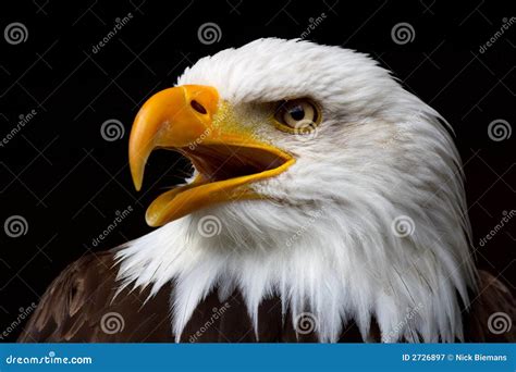 Bald Eagle Isolated On White Stock Photo 30495000
