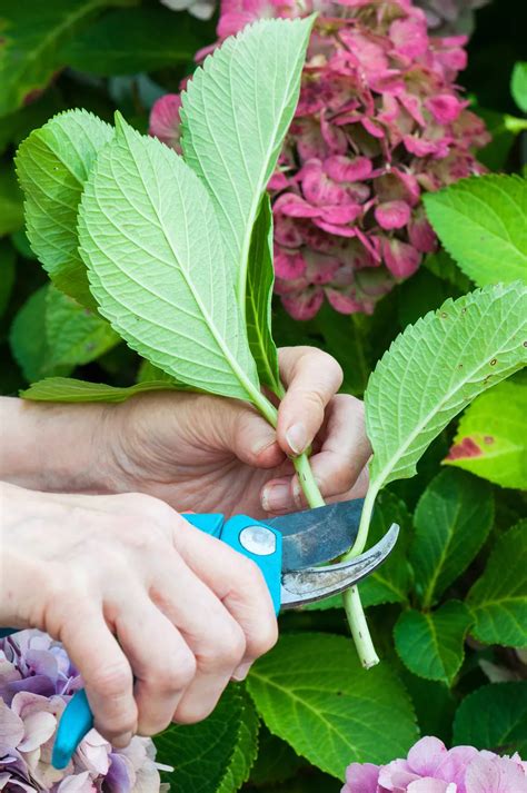 How To Grow Hydrangeas From Stem Cuttings In Soil Planting Hydrangeas