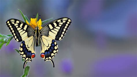Notre Top 5 Des Plus Beaux Papillons Français Blog Papillons
