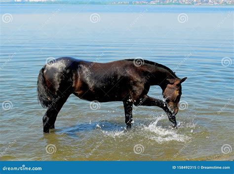 A Horse Drinking Water In A Pond In Shallow Water Stock Image Image